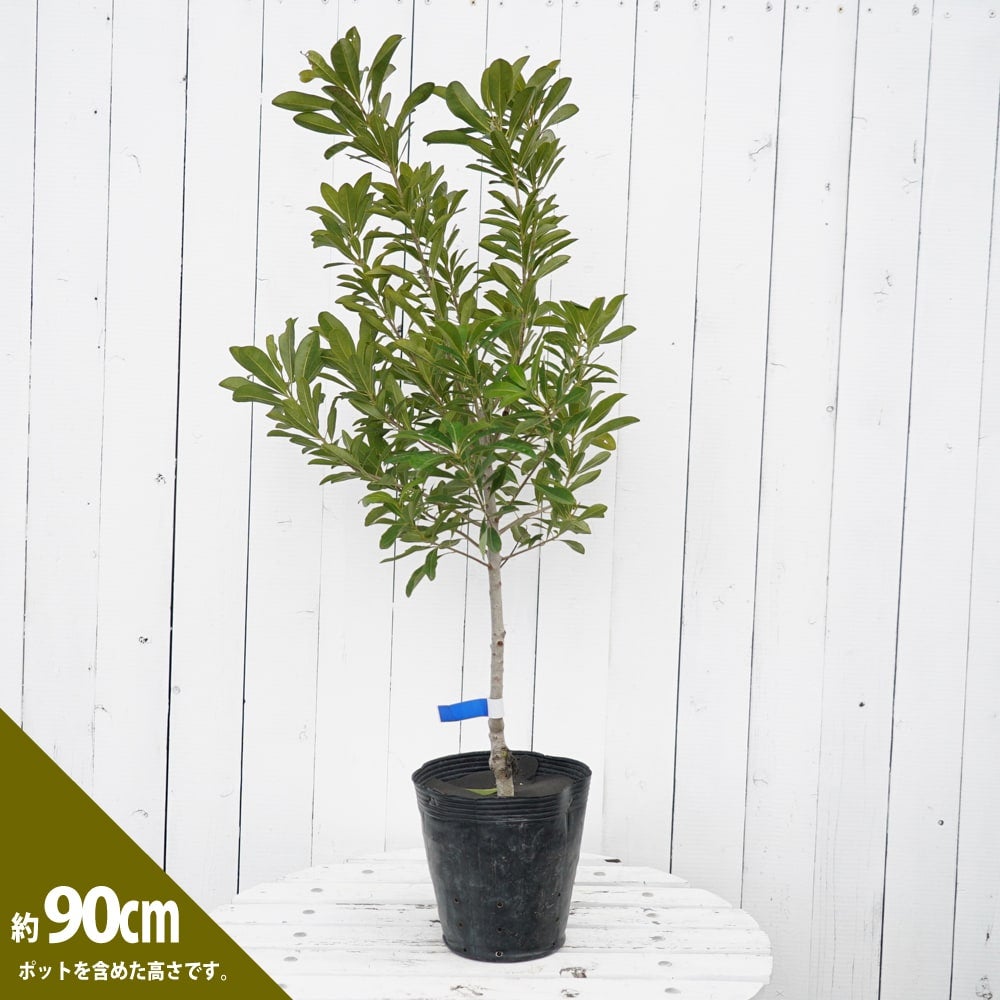 000000084873-03.jpg?size=l&w=