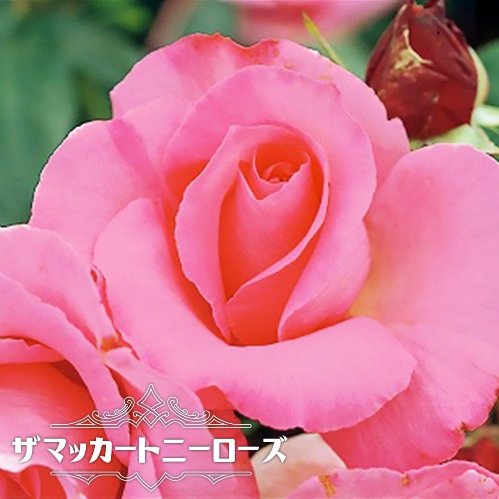 000000085246-01.jpg?size=l&w=