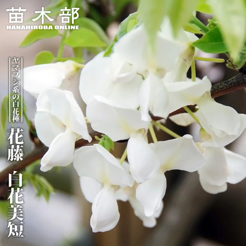 000000085251-01.jpg?size=m&w=