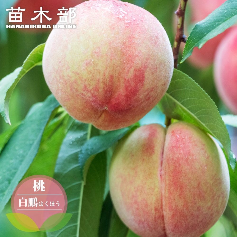 000000085255-01.jpg?size=l&w=