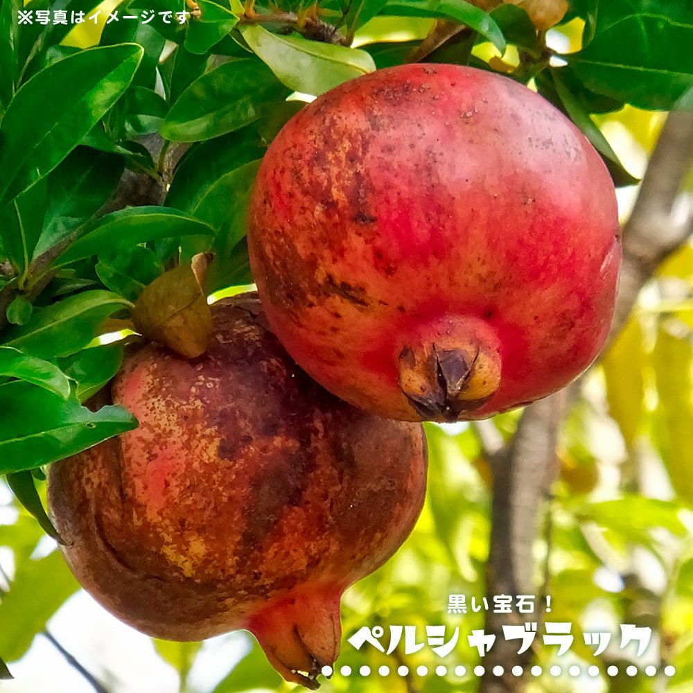 000000085347-01.jpg?size=l&w=