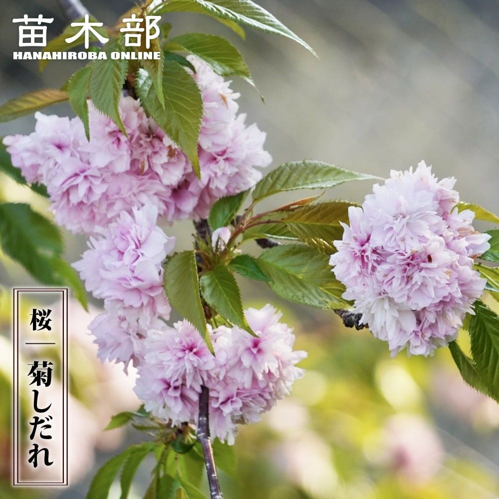 000000085461-01.jpg?size=m&w=