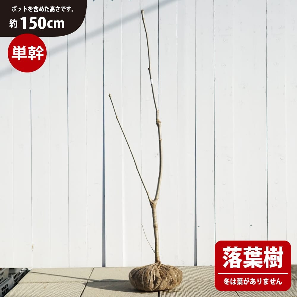000000085574-01.jpg?size=l&w=