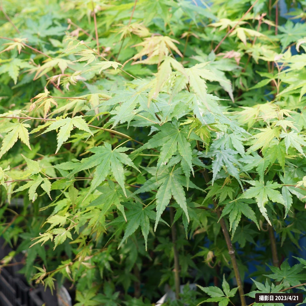 カエデ・もみじ 旭鶴の通販 苗木部 By 花ひろばオンライン