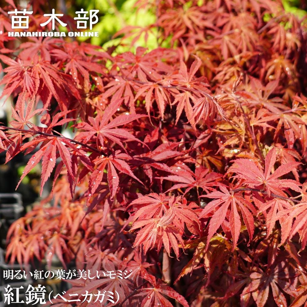 000000085685-01.jpg?size=l&w=