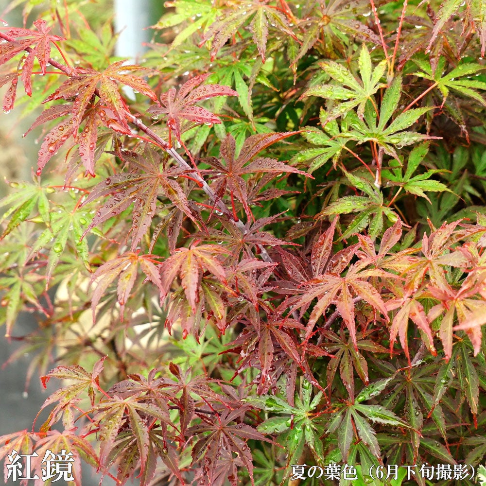 000000085685-02.jpg?size=l&w=