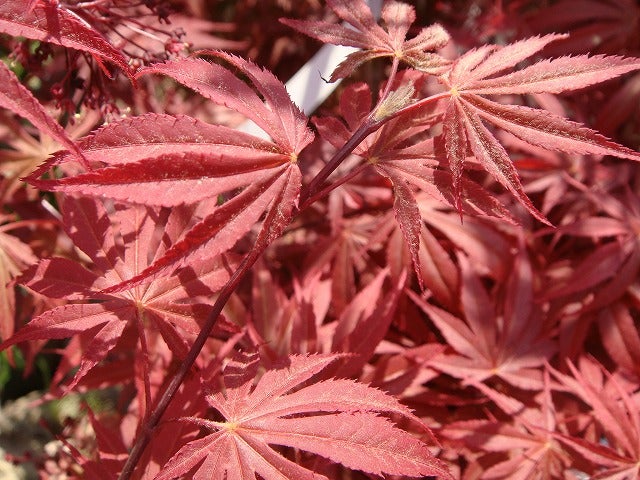 カエデ・もみじ オオモミジ系 紅鏡の通販 おすすめ 苗木部 By 花ひろば