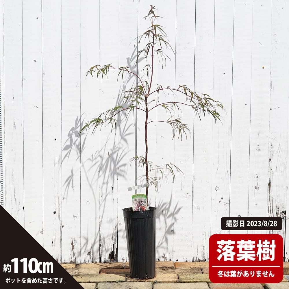 カエデ・もみじ オオモミジ系 燕換の通販 苗木部 By 花ひろばオンライン