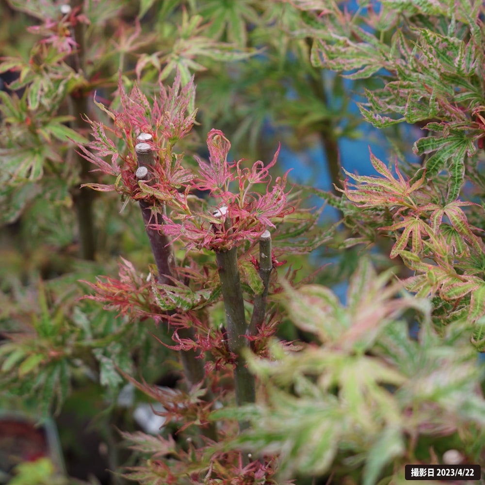 000000085688-02.jpg?size=l&w=