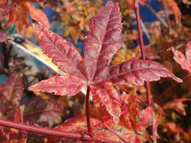 カエデ・もみじ イロハモミジ系 日笠山の通販 おすすめ 苗木部 By 花
