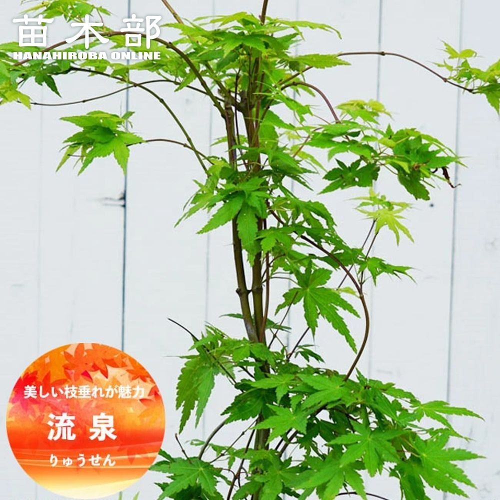 000000085689-01.jpg?size=m&w=