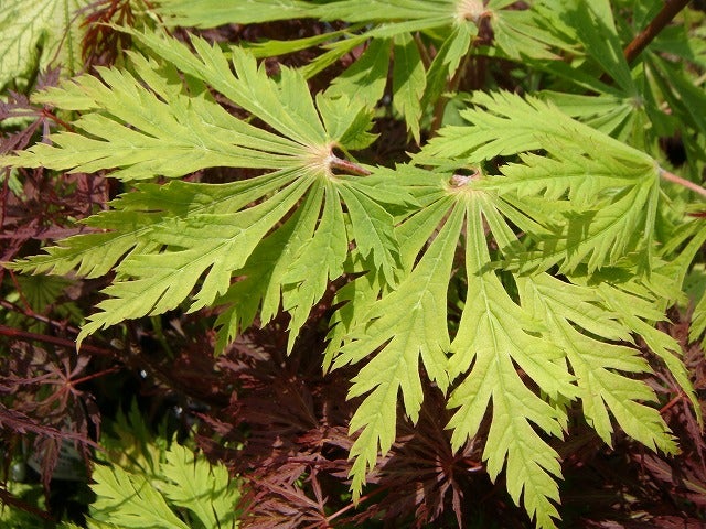 もみじ　紅葉　舞孔雀　25年目　引き取り限定　掘り出し物 000000085690-06.jpg?size=l&w=