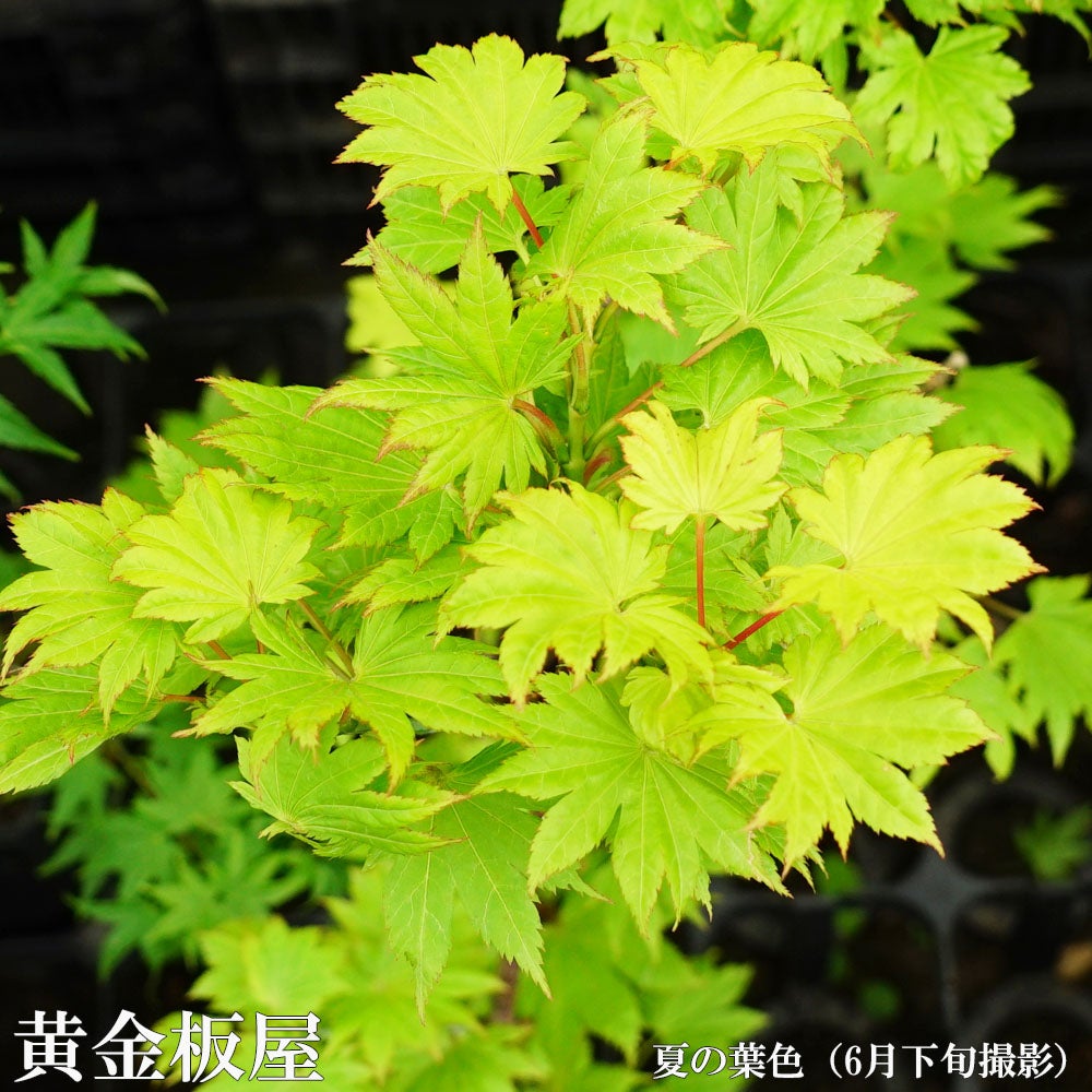 000000085691-02.jpg?size=l&w=