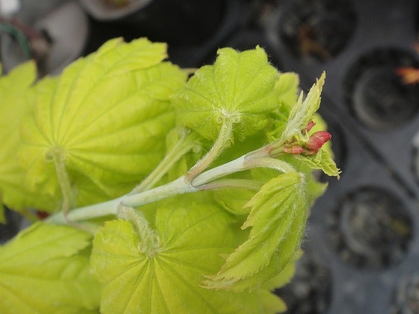 カエデ・もみじ 黄金板屋（オウゴンイタヤ） 苗 通販 苗木部 By 花