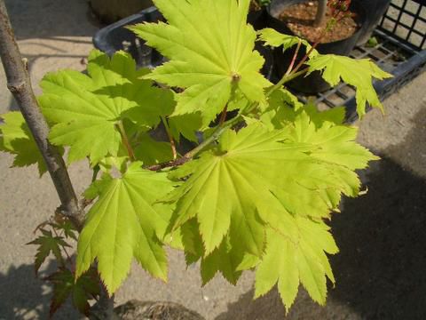 カエデ・もみじ 黄金板屋（オウゴンイタヤ） 苗 通販 苗木部 By 花