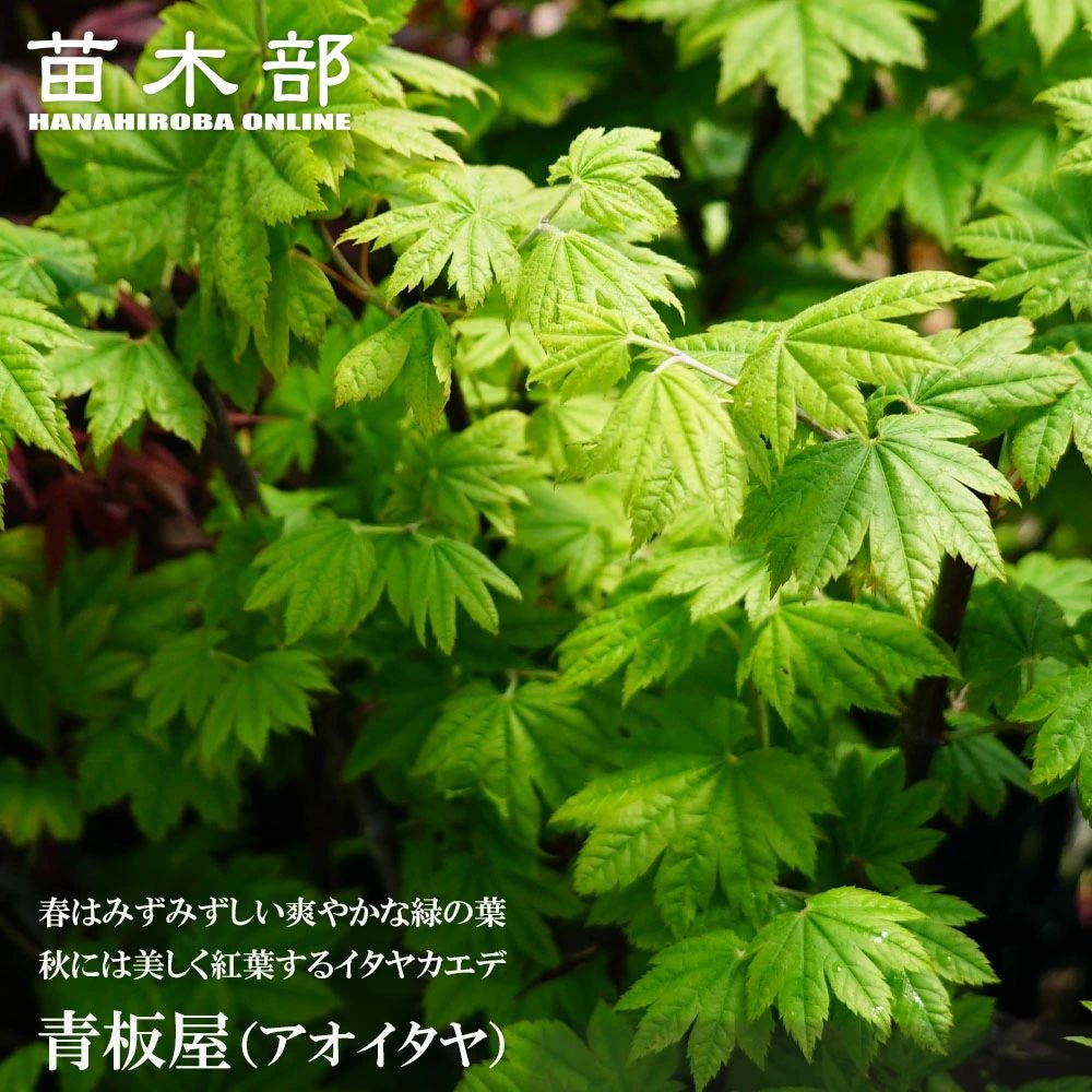 000000085692-01.jpg?size=m&w=