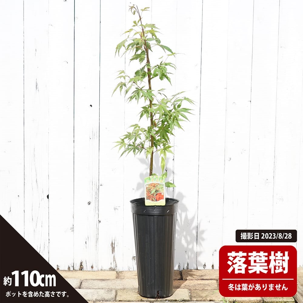 カエデ・もみじ 青板屋 ハイチワカエデ系の通販 苗木部 By 花ひろば