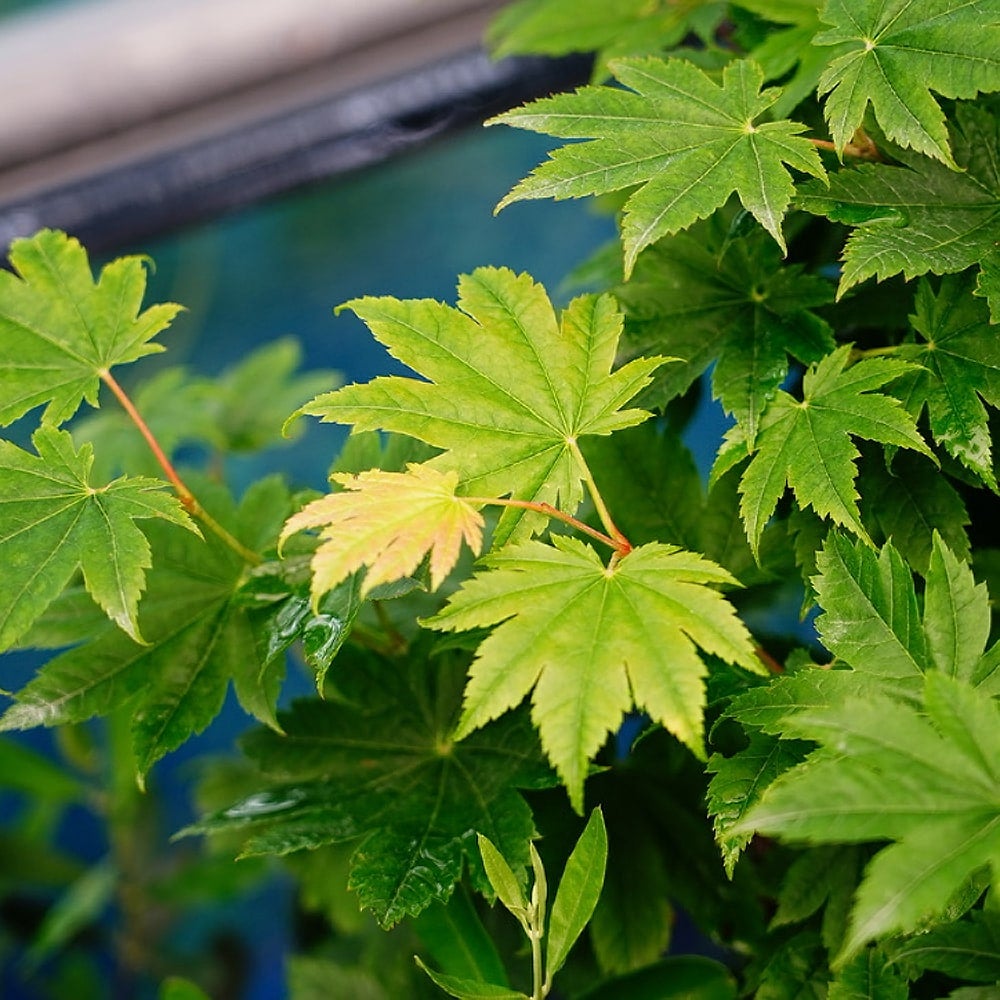 カエデ・もみじ 青板屋 ハイチワカエデ系の通販 苗木部 By 花ひろば