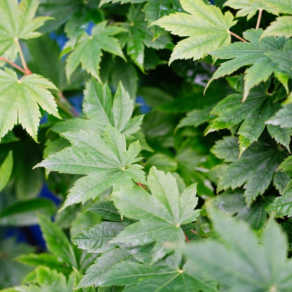 カエデ・もみじ 青板屋 ハイチワカエデ系の通販 苗木部 By 花ひろば