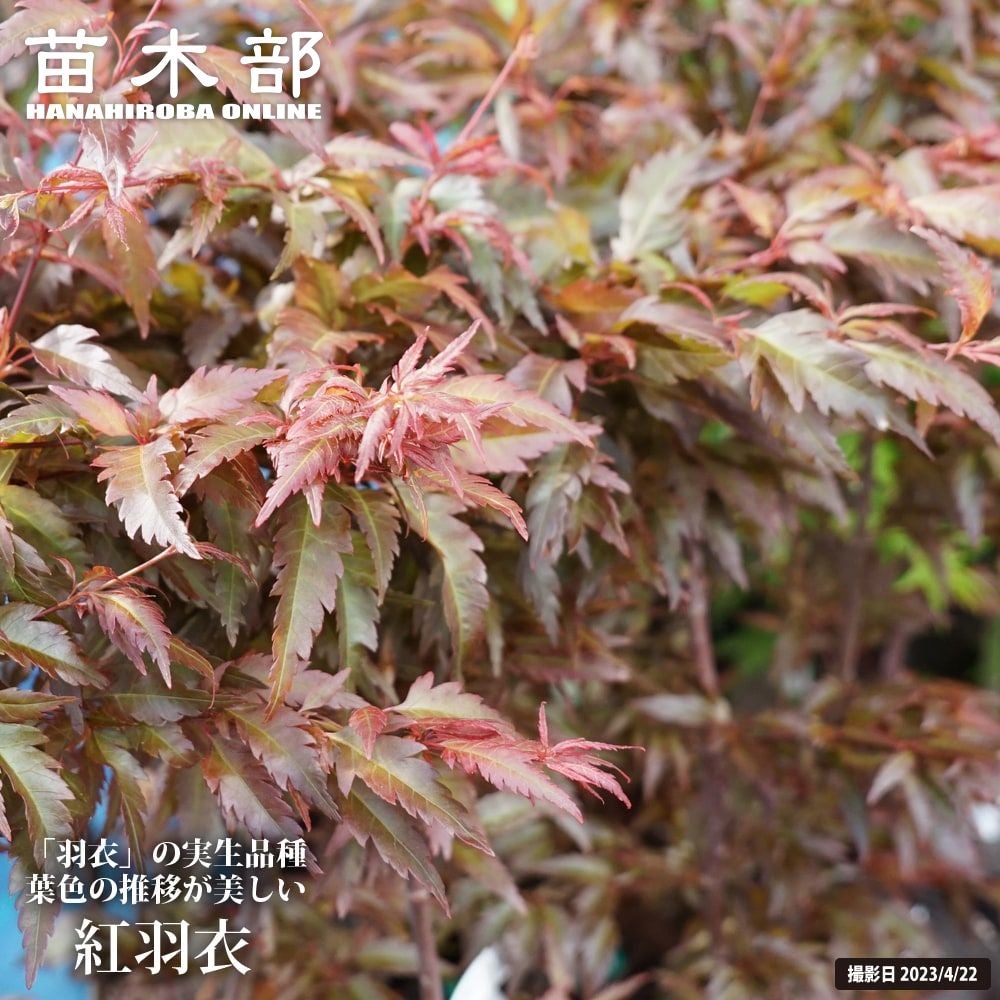 カエデ・もみじ オオモミジ系 五月紅の通販 苗木部 By 花ひろばオンライン