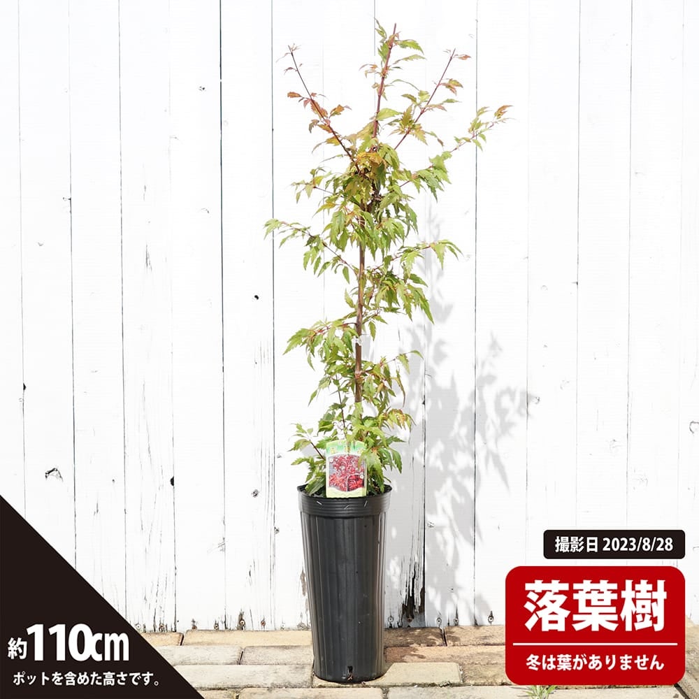 カエデ・もみじ イロハモミジ系 紅羽衣の通販 苗木部 By 花ひろば