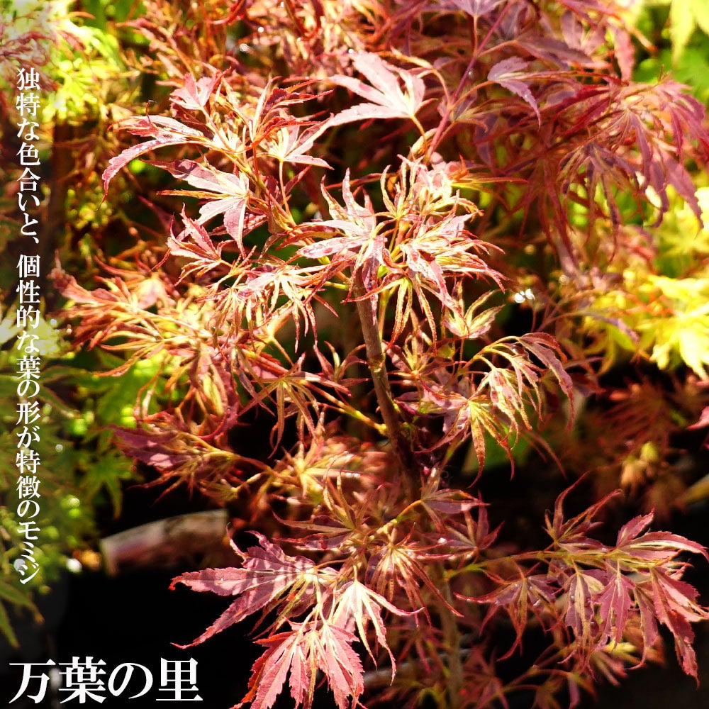 モミジ　ポット入り 000000085697-01.jpg?size=l&w=