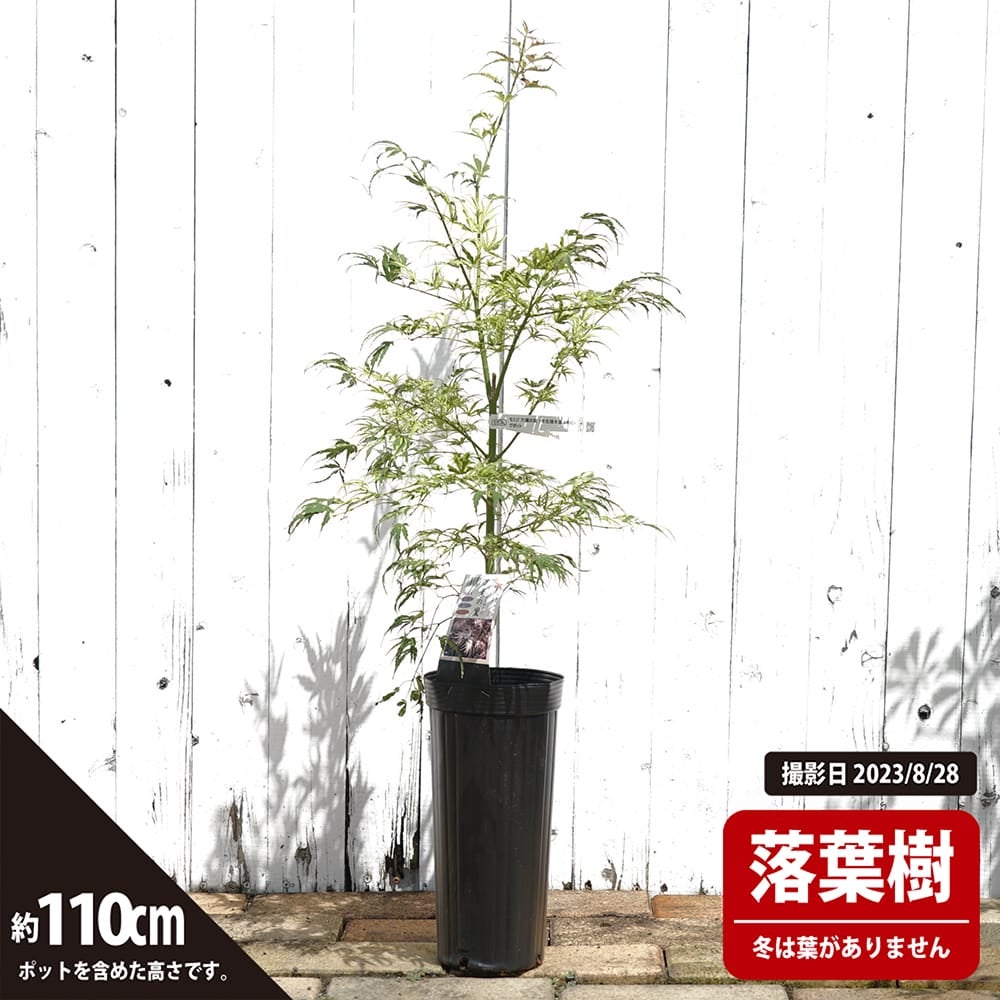 カエデ・もみじ 万葉の里の通販 苗木部 By 花ひろばオンライン