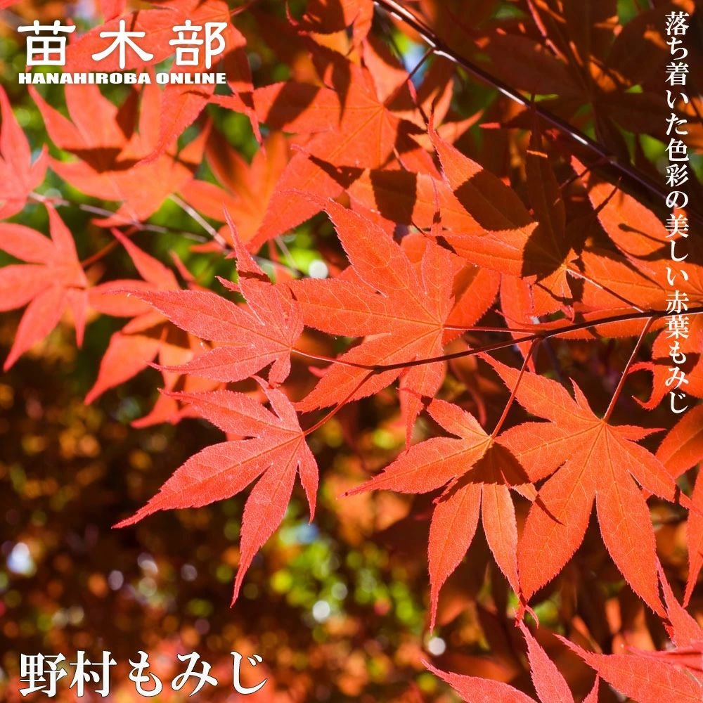 000000085698-01.jpg?size=l&w=