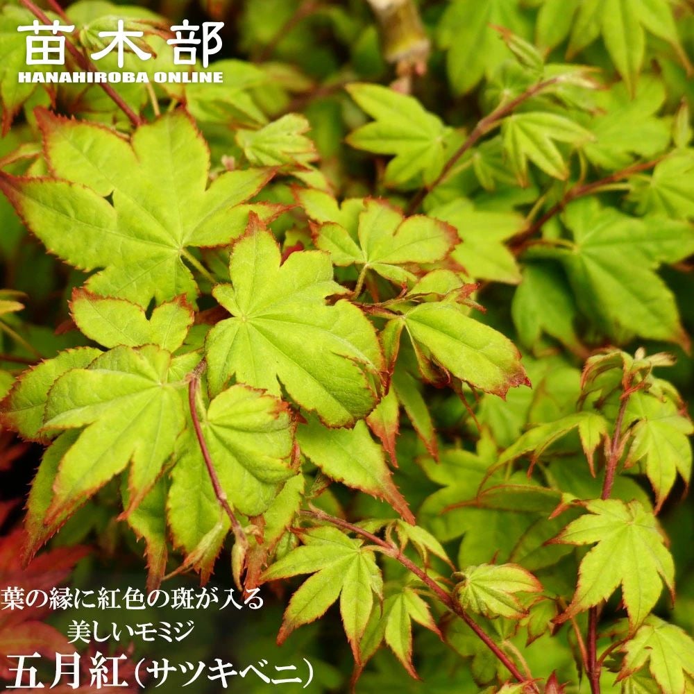 000000085700-01.jpg?size=l&w=