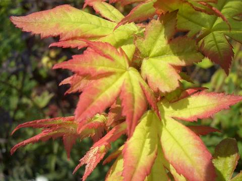 000000085700-06.jpg?size=l&w=