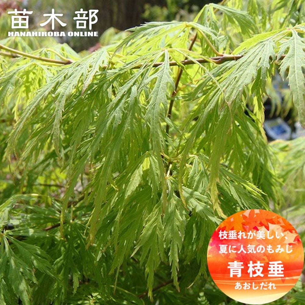 000000085702-01.jpg?size=m&w=