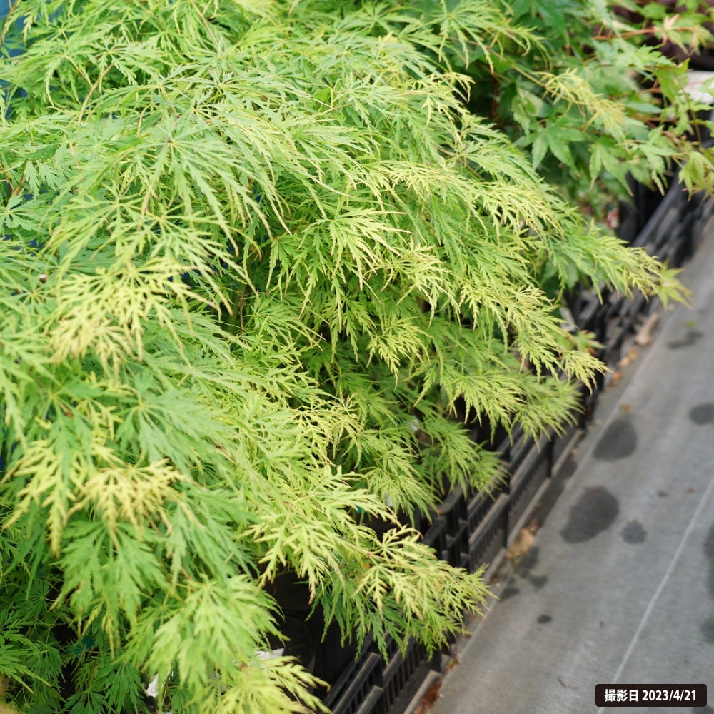 000000085702-06.jpg?size=l&w=