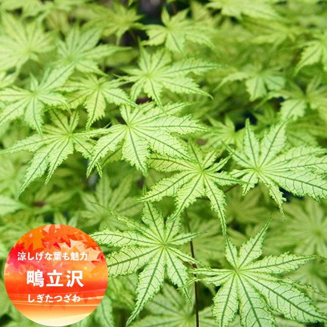 000000085703-01.jpg?size=l&w=