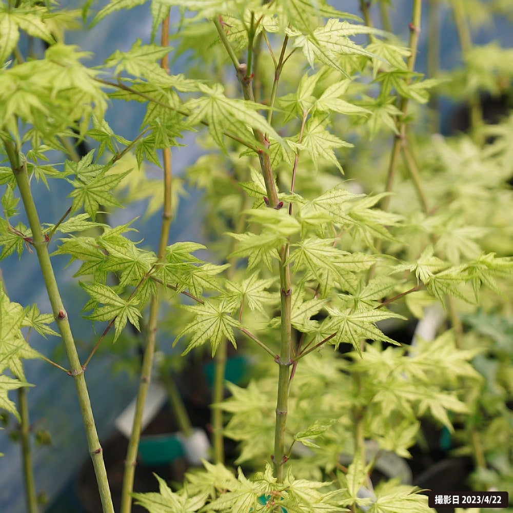 カエデ・もみじ ヤマモミジ系 鴫立沢の通販 苗木部 By 花ひろばオンライン