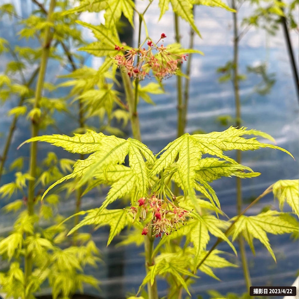 カエデ・もみじ ヤマモミジ系 鴫立沢の通販 苗木部 By 花ひろばオンライン