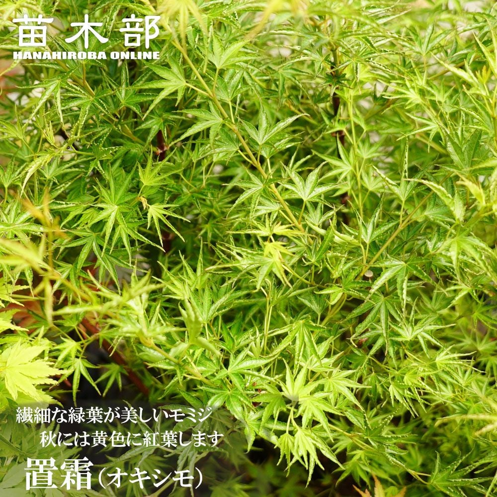 000000085705-01.jpg?size=m&w=