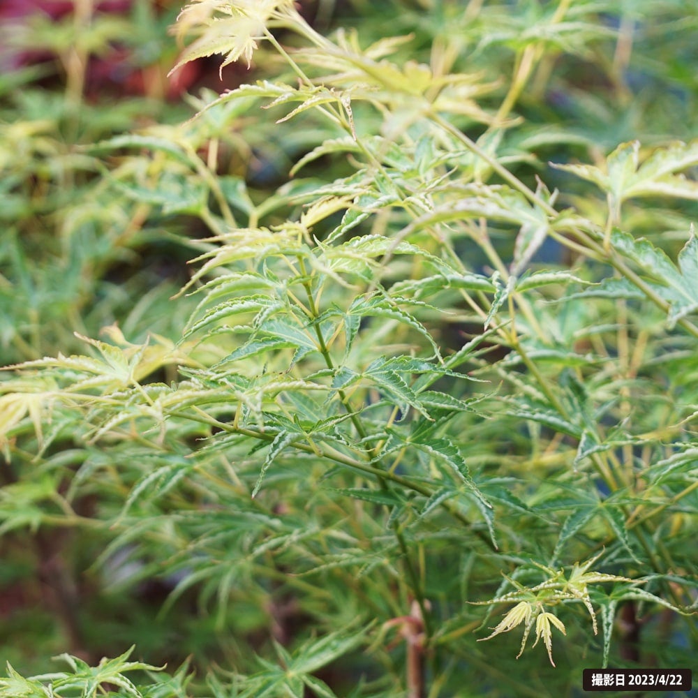 000000085705-06.jpg?size=l&w=