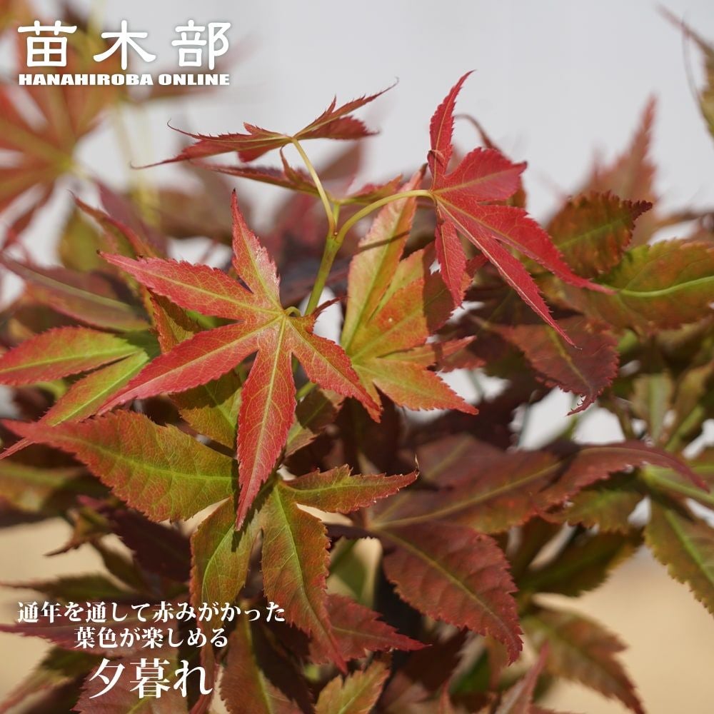 000000085707-01.jpg?size=l&w=