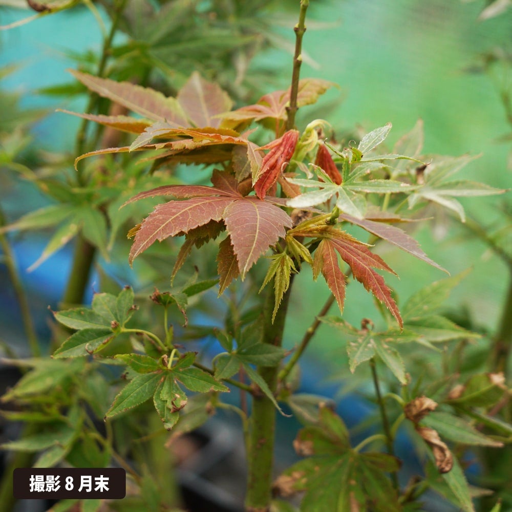 カエデ・もみじ オオモミジ系 夕暮れの通販 苗木部 By 花ひろばオンライン