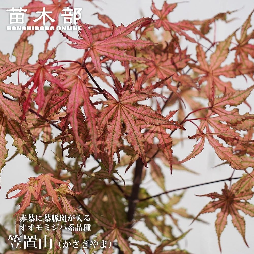 000000085708-01.jpg?size=l&w=