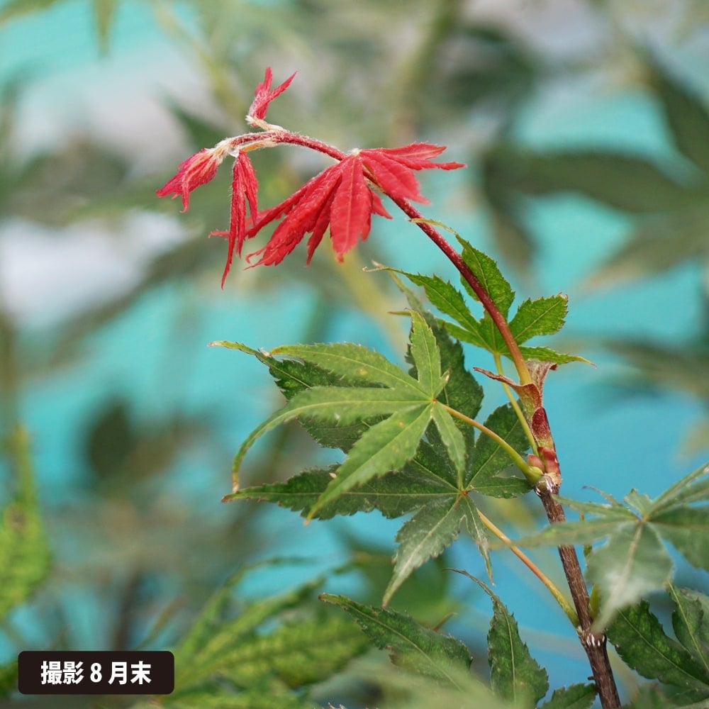 カエデ・もみじ オオモミジ系 笠置山の通販 おすすめ 苗木部 By 花