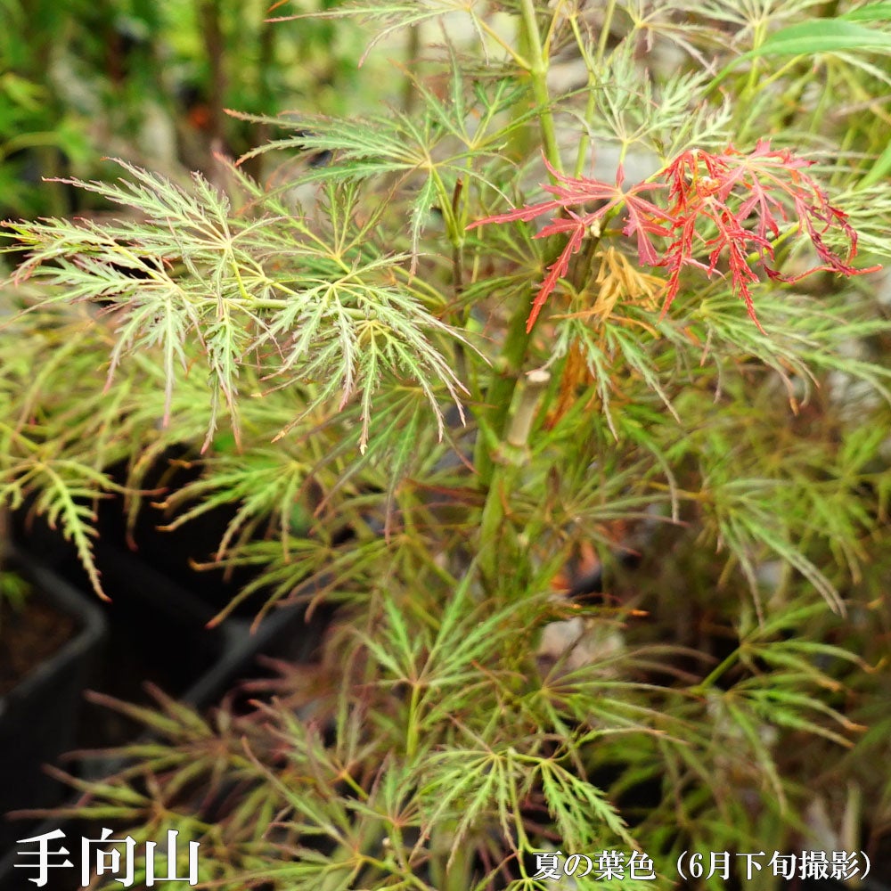 000000085709-02.jpg?size=l&w=