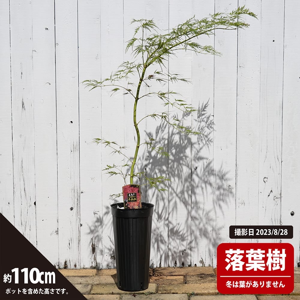 カエデ・もみじ ヤマモミジ系 手向山の通販 苗木部 By 花ひろばオンライン