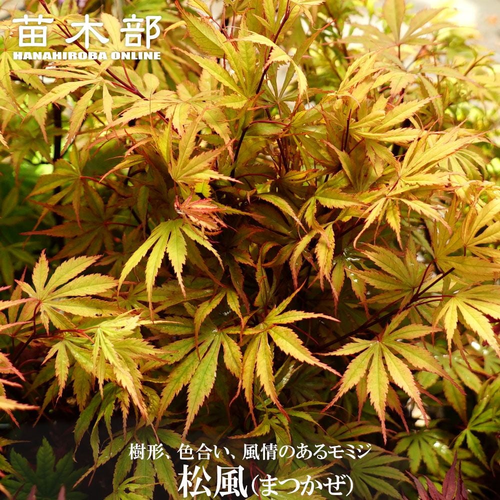 カエデ・もみじ ヤマモミジ系 鴫立沢の通販 苗木部 By 花ひろばオンライン