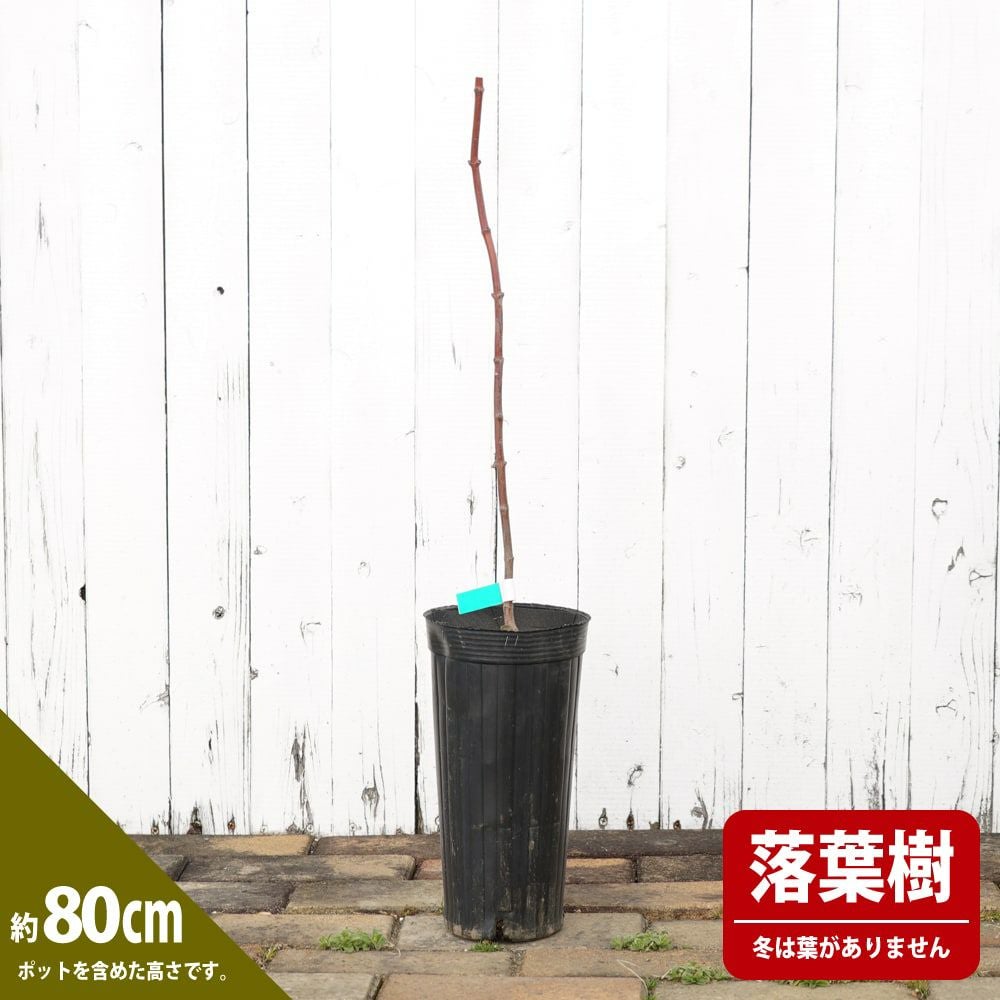 000000085714-03.jpg?size=l&w=