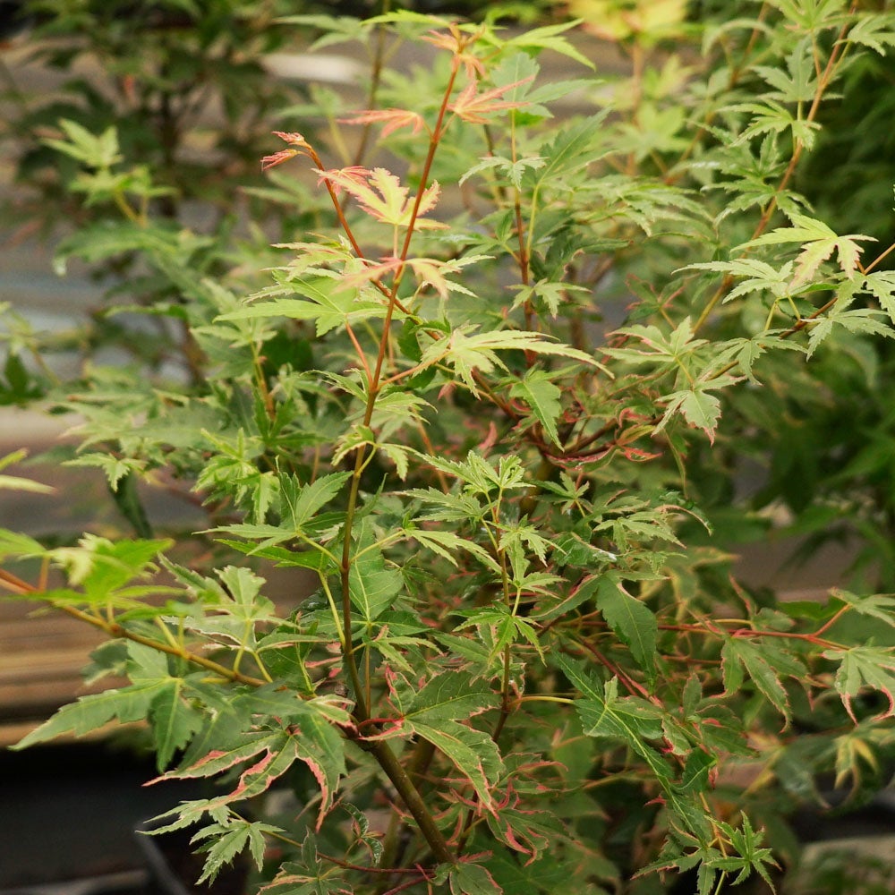 000000085715-06.jpg?size=l&w=