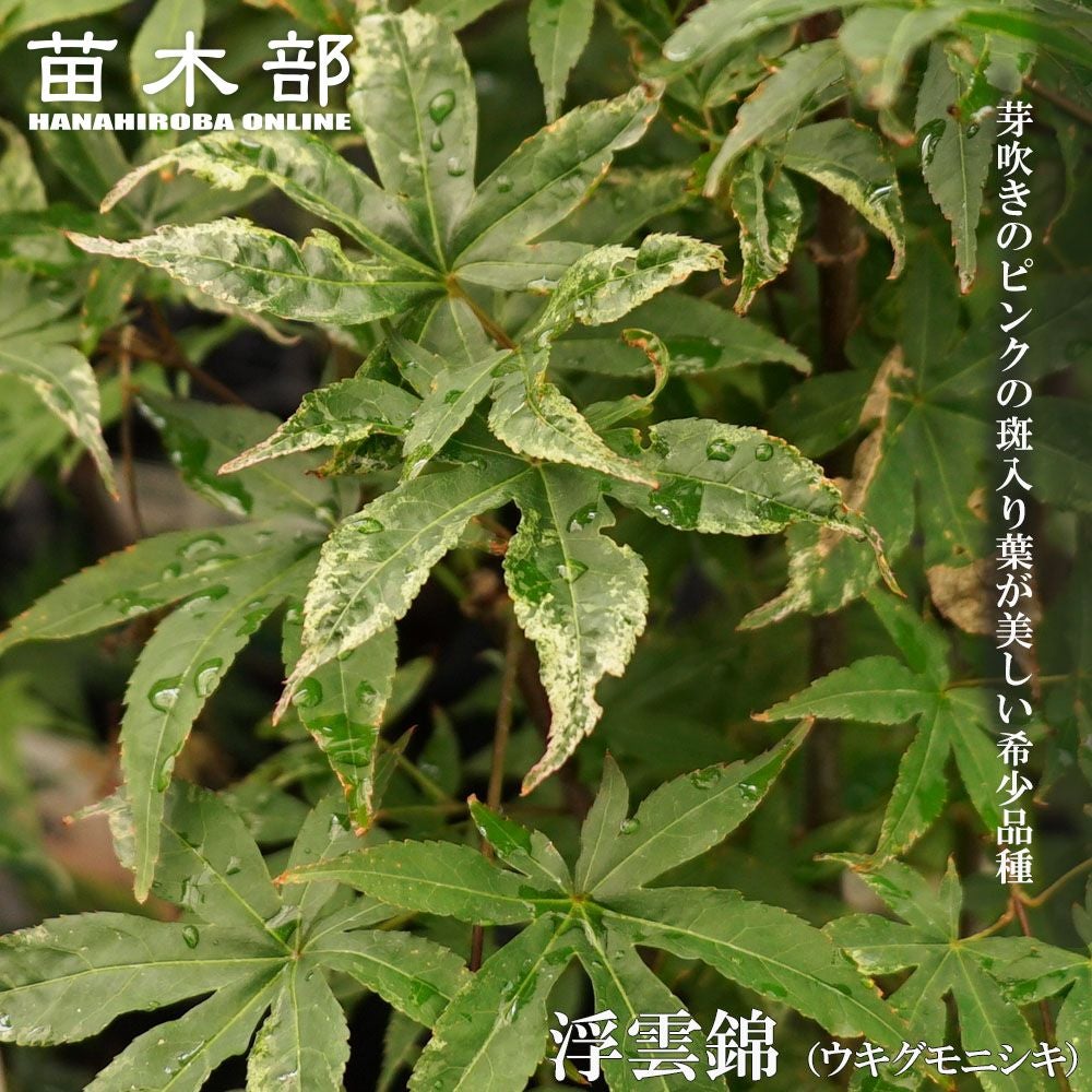 000000085716-01.jpg?size=m&w=