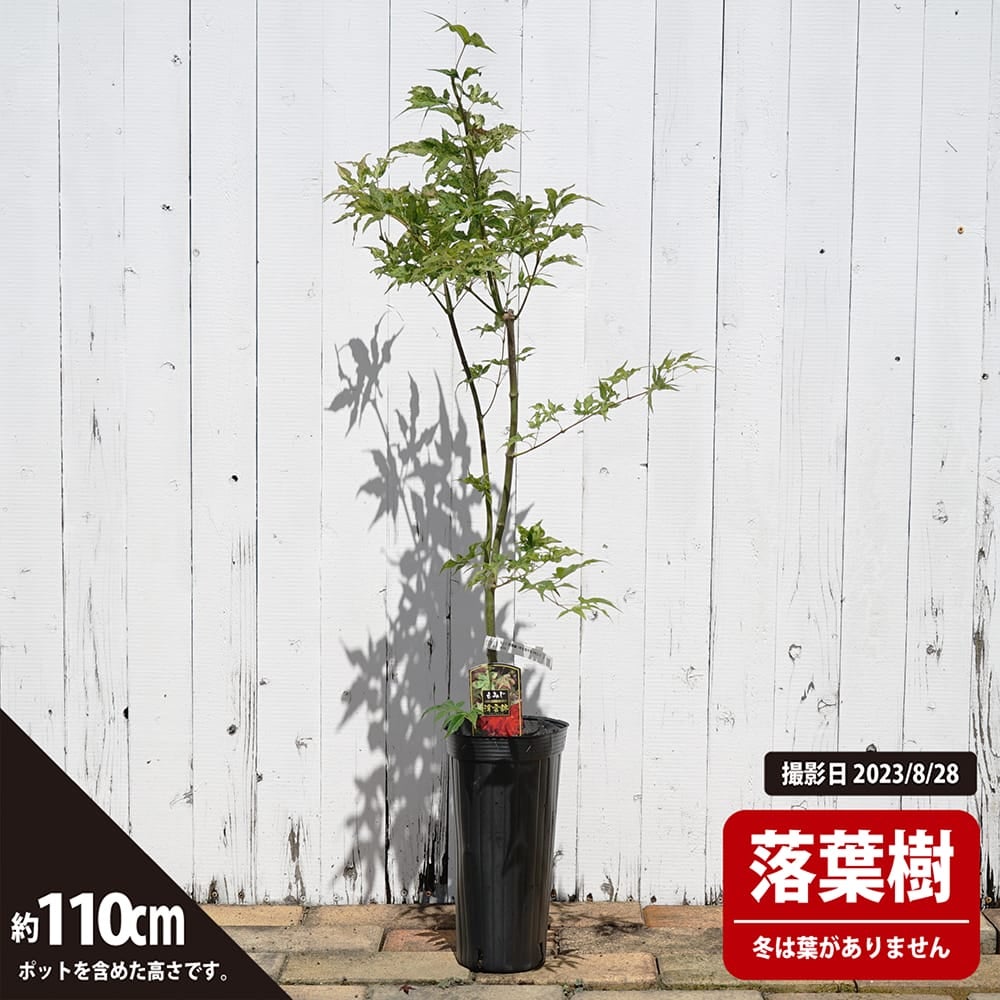 000000085716-04.jpg?size=l&w=