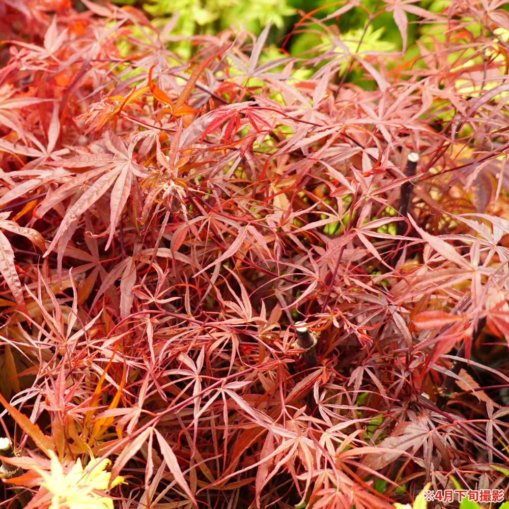 イタヤモミジ（持ち込み古い） 000000085718-02.jpg?size=l&w=