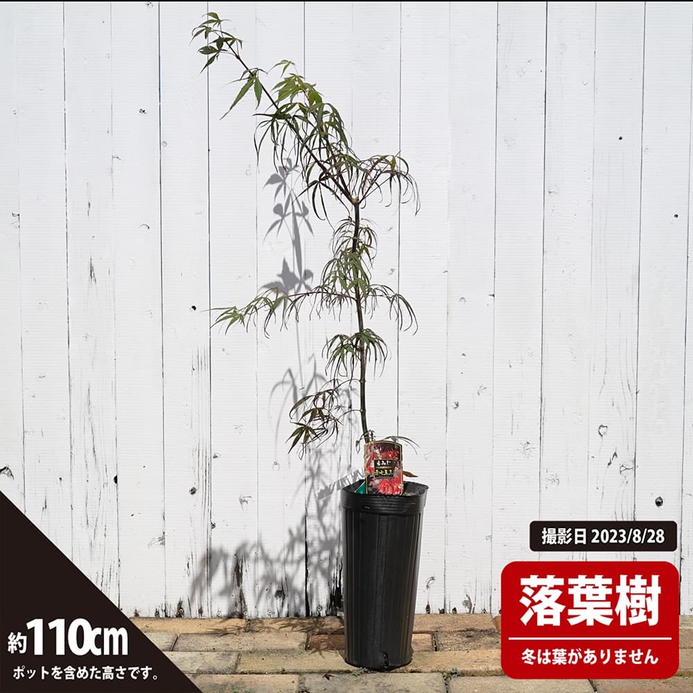 カエデ・もみじ 赤七五三の通販 苗木部 By 花ひろばオンライン